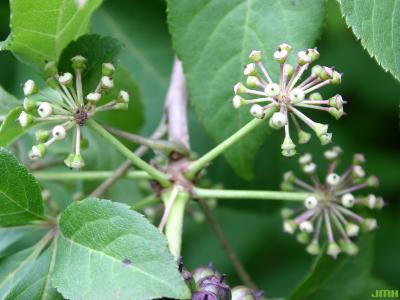 Eleutherococcus henryi Oliv. (Henry’s shrub-ginseng), developing fruits in umbels