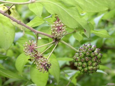 Eleutherococcus henryi Oliv. (Henry’s shrub-ginseng), fruits and leaves 
