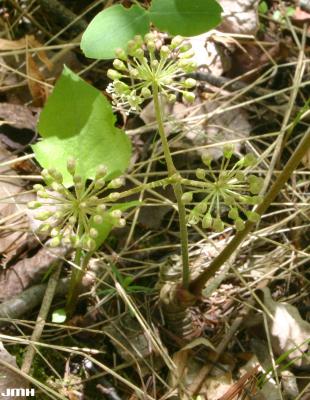 Aralia nudicaulis L. (wild sarsparilla), habit, flowers