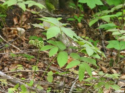 Aralia nudicaulis L. (wild sarsparilla), habit, leaves, flowers