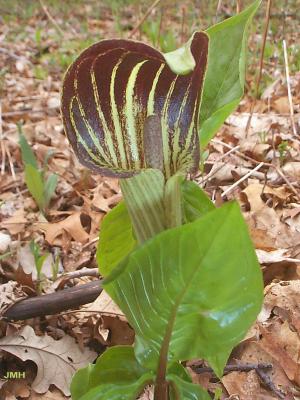 Arisaema triphyllum (L.) Schott. (Jack-in-the-pulpit), flower structure and leaves
