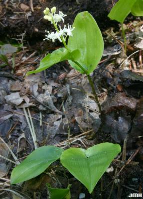 Maianthemum canadense Desf. (Canada mayflower), leaves and flowers