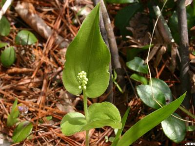 Maianthemum canadense Desf. (Canada mayflower), leaves and buds