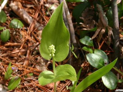 Maianthemum canadense Desf. (Canada mayflower), leaves and buds