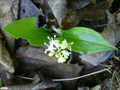 Maianthemum canadense Desf. (Canada mayflower), leaves and flower