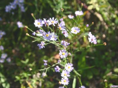 Symphyotrichum oolentangiense (Riddell) G.L.Nesom (sky-blue aster), flowers