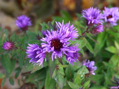 Symphyotrichum 'Wood's Purple' (Wood's Purple aster), close-up of flowers