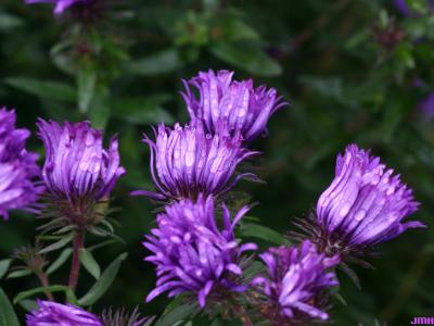 Symphyotrichum novae-angliae 'Purple Dome' (Purple Dome New England aster), close-up of sides of flowers