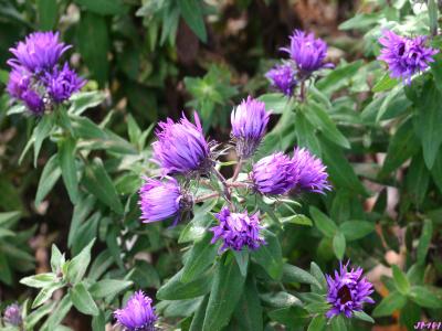 Symphyotrichum 'Wood's Purple' (Wood's Purple aster), close-up of emerging flowers