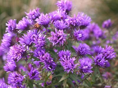 Symphyotrichum novae-angliae 'Purple Dome' (Purple Dome New England aster), flowering habit