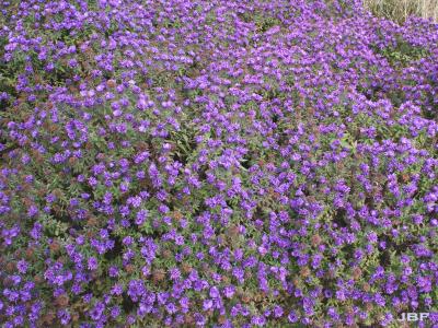 Symphyotrichum novae-angliae 'Purple Dome' (Purple Dome New England aster), flowers, habit