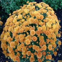Chrysanthemum 'Sandy Bronze' (Sandy Bronze Chrysanthemum), habit
