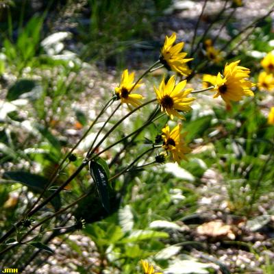 Helianthus occidentalis Riddell (Western sunflower), flowers on stalks
