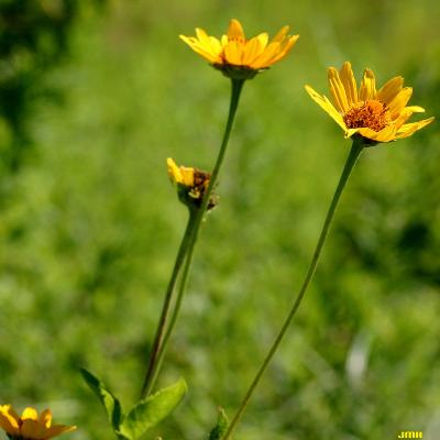 Helianthus occidentalis Riddell (Western sunflower), flowers, side