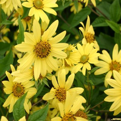 Helianthus ‘Lemon Queen’ (Lemon Queen sunflower), flowers