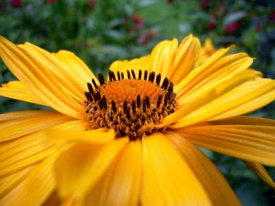 Helianthus decapetalus L. (pale sunflower), close-up of flower
