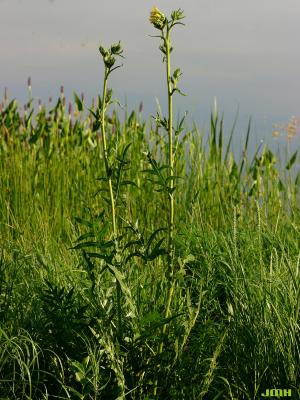 Silphium laciniatum L. (compass plant), habit