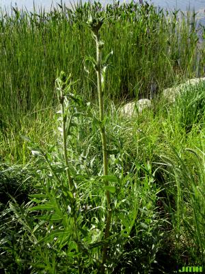 Silphium laciniatum L. (compass plant), upright habit 