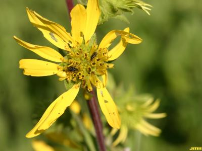 Silphium integrifolium Michx. (rosinweed), close-up of flower being pollinated by beetles 
