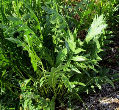 Silphium laciniatum L. (compass plant), habit and leaves 
