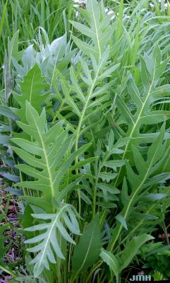 Silphium laciniatum L. (compass plant), upright habit, large lobed leaves 
