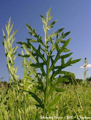 Silphium laciniatum L. (compass plant), upright habit and leaves 