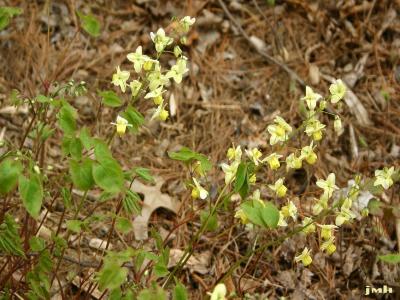 Epimedium ×perralchicum ‘Frohnleiten’ (Frohnleiten barrenwort), flowers