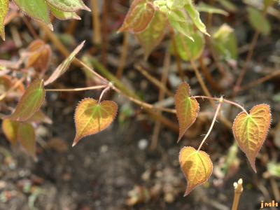 Epimedium ×rubrum C. Morr. (red barrenwort), leaves