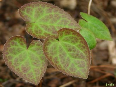 Epimedium ×perralchicum ‘Frohnleiten’ (Frohnleiten barrenwort), leaves