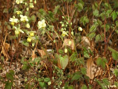 Epimedium ×versicolor ‘Sulphureum’ (yellow barrenwort), habit