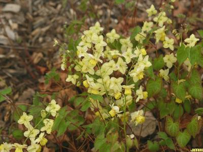 Epimedium ×versicolor ‘Sulphureum’ (yellow barrenwort), flowers