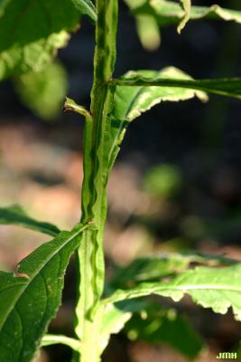 Verbesina alternifolia (L.) Britt. ex Kearney (wingstem), close-up of stem