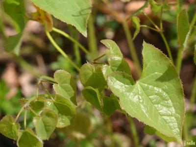 Epimedium grandiflorum 'Orange Queen' (Orange Queen longspur barrenwort), leaves