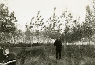 Clarence E. Godshalk in experimental plot, poplars