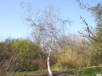 Betula ermanii Cham. (Russian rock birch), plant habit