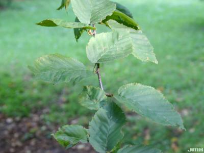 Betula alleghaniensis Britton (yellow birch), leaves