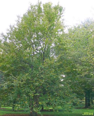 Betula alleghaniensis Britton (yellow birch), habit