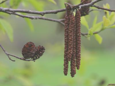 Alnus japonica (Thunb.) Steud. (Japanese alder), fruit and catkins