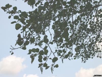 Alnus glutinosa (L.) Gaertn. (European black alder), branches 