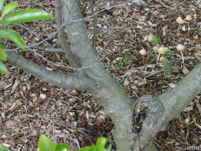 Alnus maritima (Marsh.) Muhl. (seaside alder), branches (boughs)