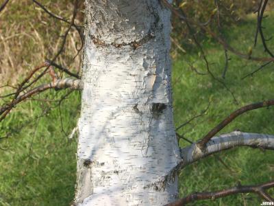 Betula ermanii Cham. (Russian rock birch), trunk 
