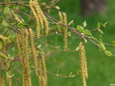 Betula davurica  (Dahurian birch), catkins 