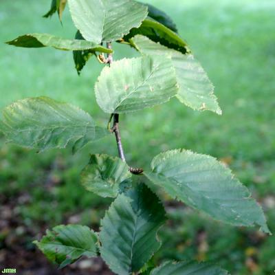 Betula alleghaniensis Britton (yellow birch), leaves 