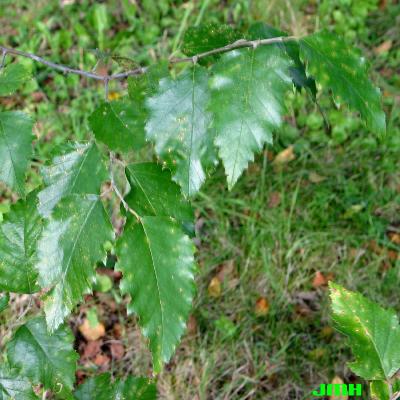 Betula nigra L. (river birch), leaves 