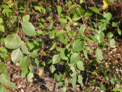 Betula davurica Pall. (Dahurian birch), female catkins 