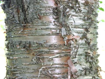Betula alleghaniensis Britton (yellow birch), bark, trunk