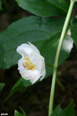 Podophyllum peltatum L. (May-apple), flower