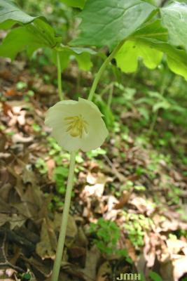 Podophyllum peltatum L. (May-apple), flower and leaves 