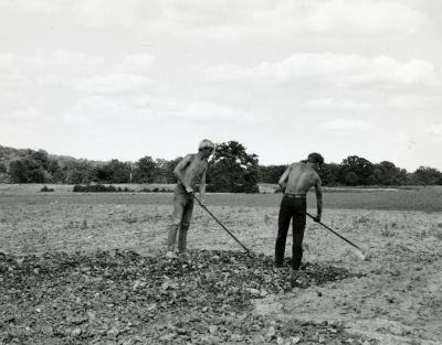 Men hoeing ground to plant prairie