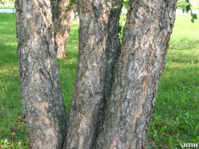 Betula nigra L. (river birch), trunk 